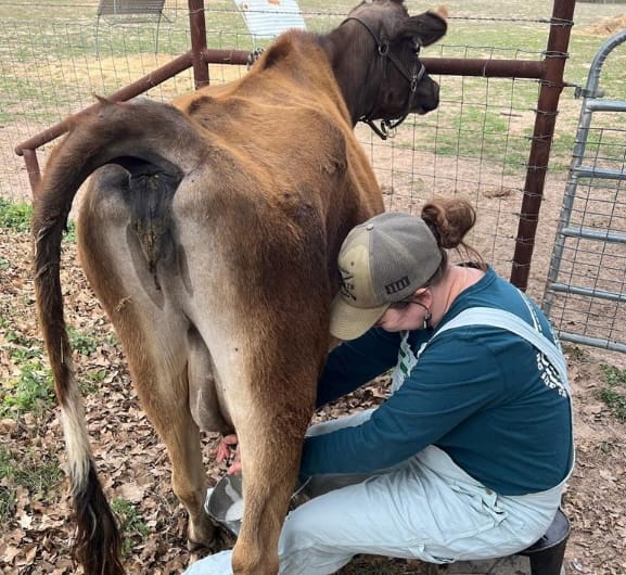 Charley milking a cow.